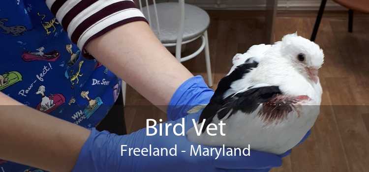 Bird Vet Freeland - Maryland