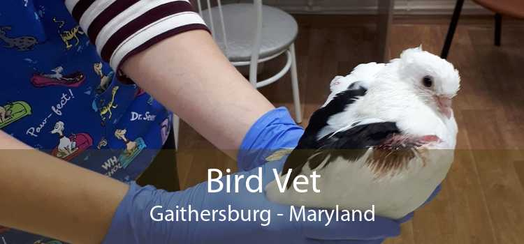 Bird Vet Gaithersburg - Maryland