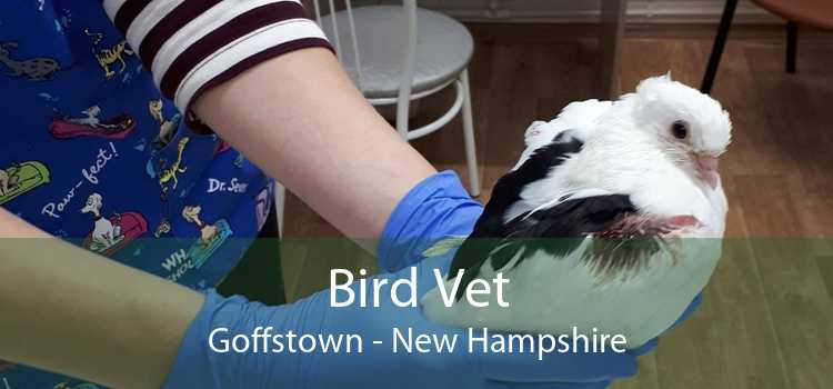 Bird Vet Goffstown - New Hampshire