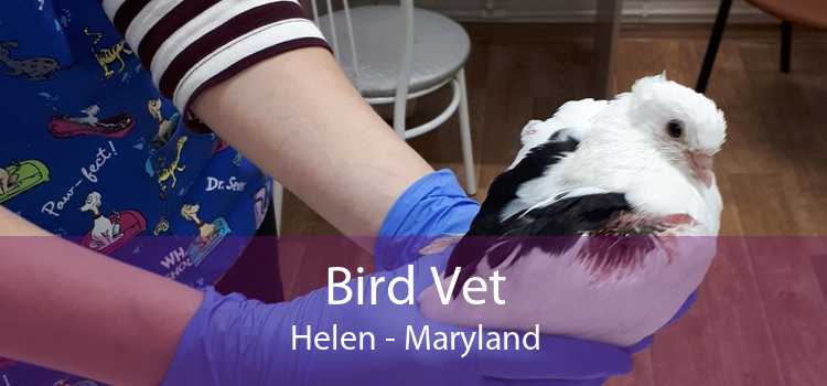 Bird Vet Helen - Maryland