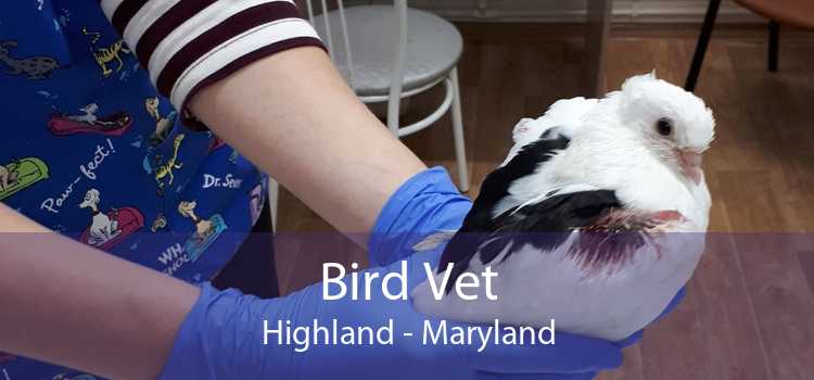Bird Vet Highland - Maryland