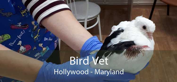 Bird Vet Hollywood - Maryland