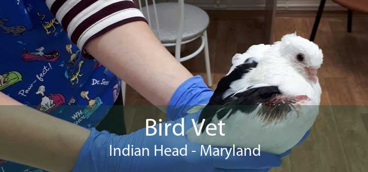 Bird Vet Indian Head - Maryland