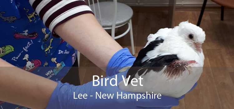 Bird Vet Lee - New Hampshire