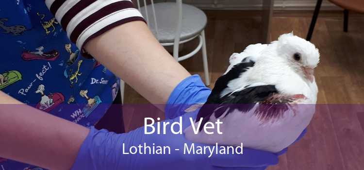 Bird Vet Lothian - Maryland