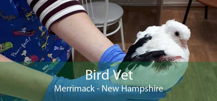 Bird Vet Merrimack - New Hampshire