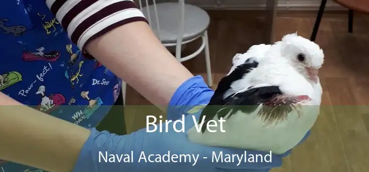 Bird Vet Naval Academy - Maryland