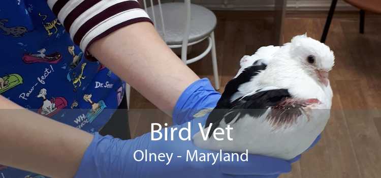 Bird Vet Olney - Maryland
