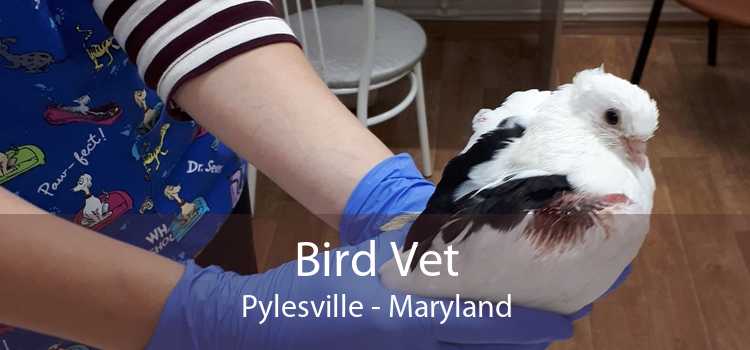 Bird Vet Pylesville - Maryland