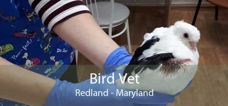 Bird Vet Redland - Maryland
