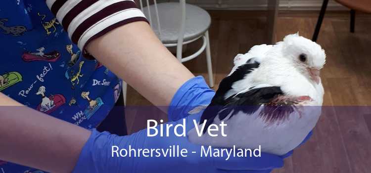 Bird Vet Rohrersville - Maryland