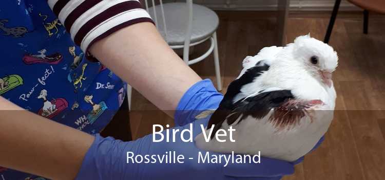 Bird Vet Rossville - Maryland