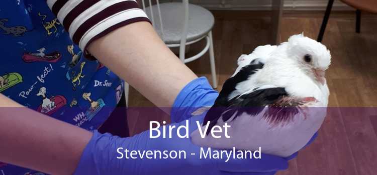 Bird Vet Stevenson - Maryland