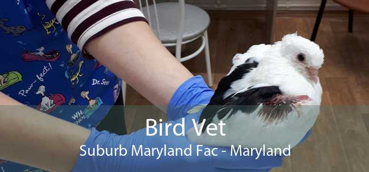 Bird Vet Suburb Maryland Fac - Maryland