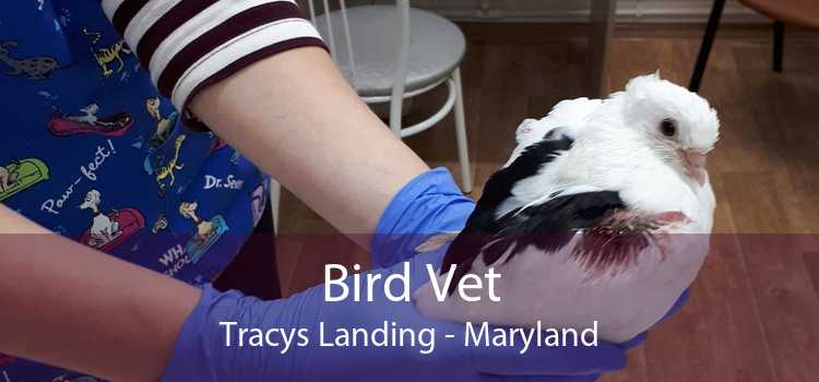 Bird Vet Tracys Landing - Maryland