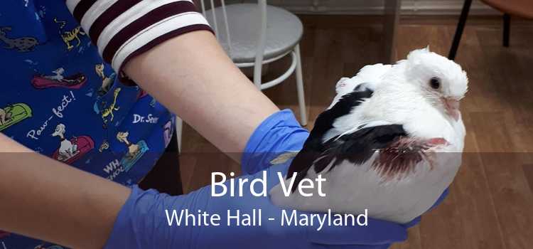 Bird Vet White Hall - Maryland