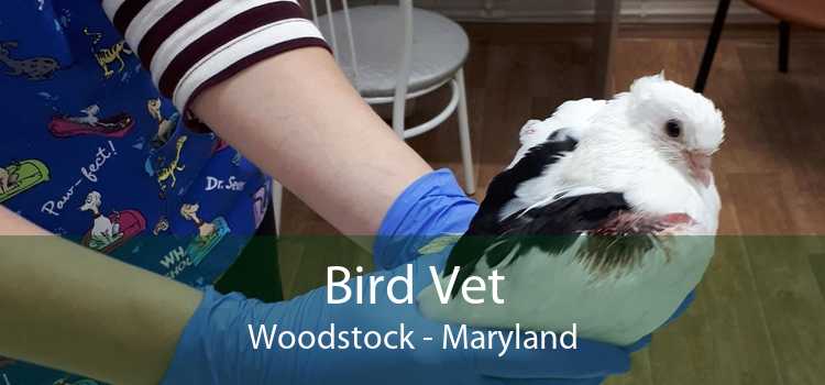 Bird Vet Woodstock - Maryland