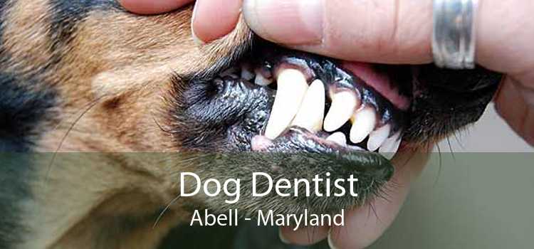 Dog Dentist Abell - Maryland
