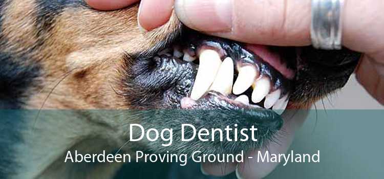 Dog Dentist Aberdeen Proving Ground - Maryland