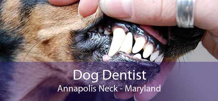 Dog Dentist Annapolis Neck - Maryland