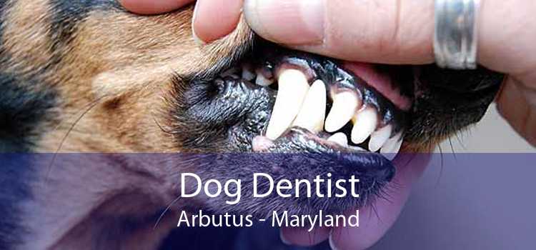 Dog Dentist Arbutus - Maryland