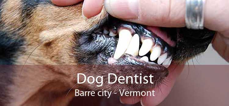 Dog Dentist Barre city - Vermont