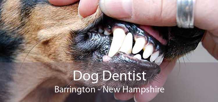 Dog Dentist Barrington - New Hampshire