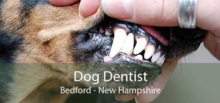 Dog Dentist Bedford - New Hampshire