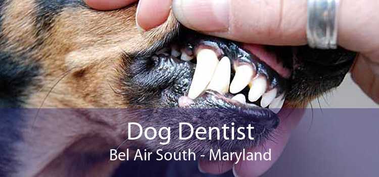 Dog Dentist Bel Air South - Maryland