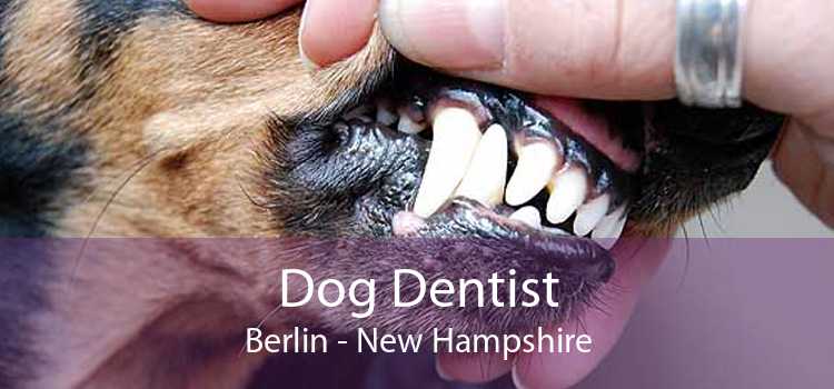 Dog Dentist Berlin - New Hampshire