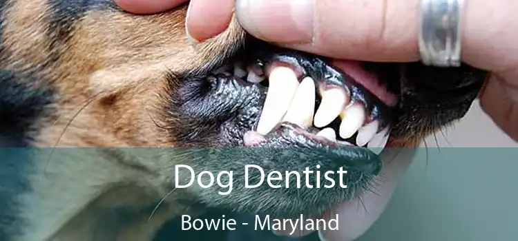 Dog Dentist Bowie - Maryland