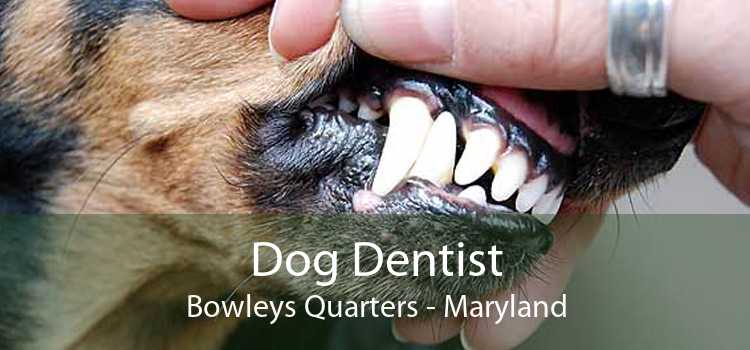 Dog Dentist Bowleys Quarters - Maryland