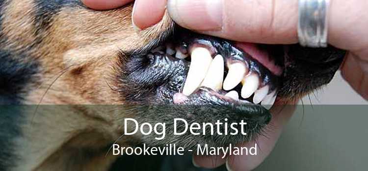 Dog Dentist Brookeville - Maryland
