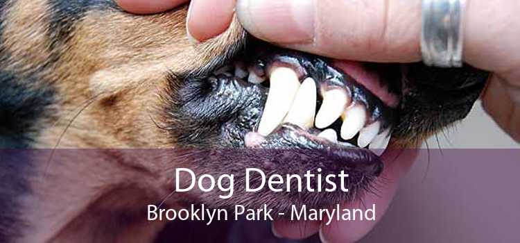 Dog Dentist Brooklyn Park - Maryland