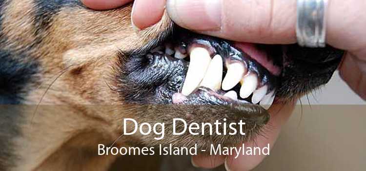 Dog Dentist Broomes Island - Maryland