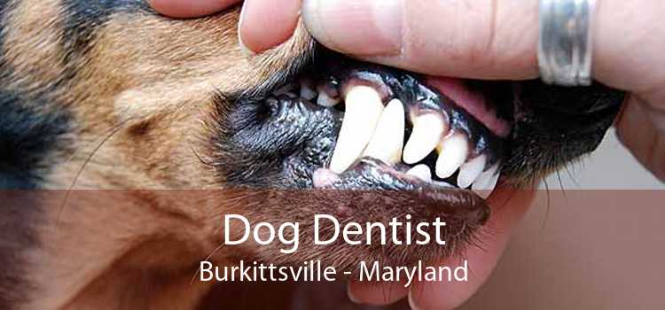 Dog Dentist Burkittsville - Maryland
