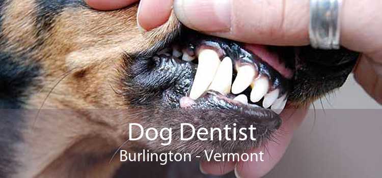 Dog Dentist Burlington - Vermont
