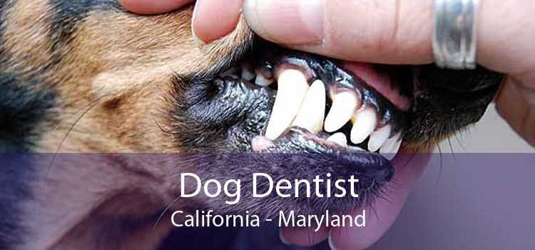 Dog Dentist California - Maryland
