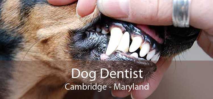 Dog Dentist Cambridge - Maryland