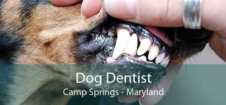 Dog Dentist Camp Springs - Maryland