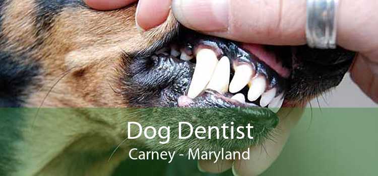 Dog Dentist Carney - Maryland