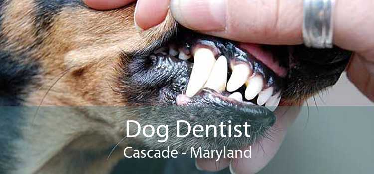 Dog Dentist Cascade - Maryland