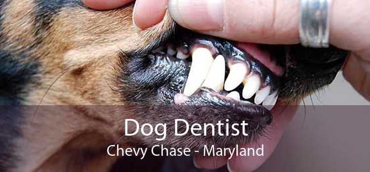 Dog Dentist Chevy Chase - Maryland