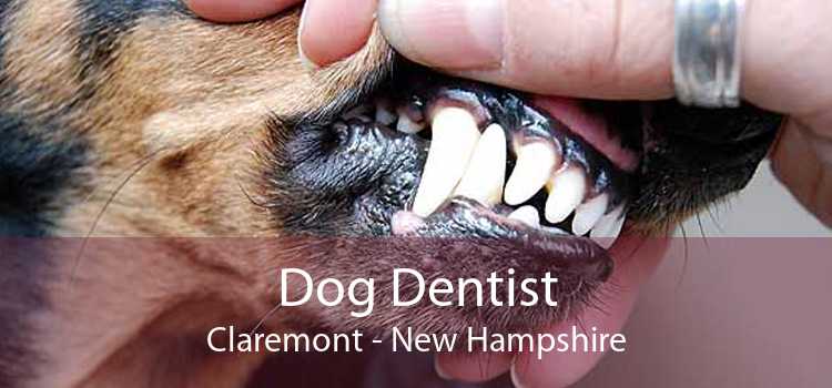 Dog Dentist Claremont - New Hampshire