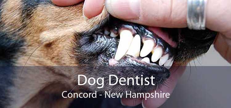 Dog Dentist Concord - New Hampshire