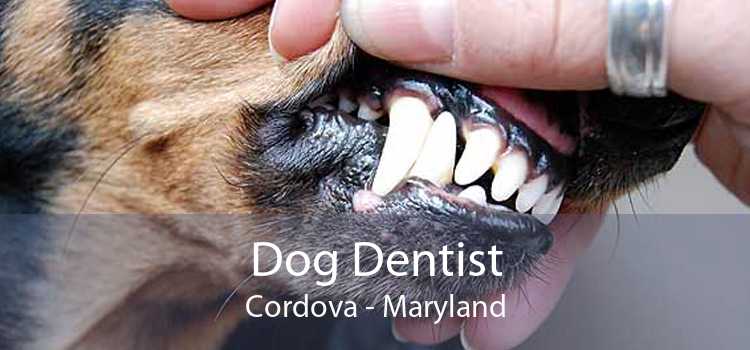 Dog Dentist Cordova - Maryland
