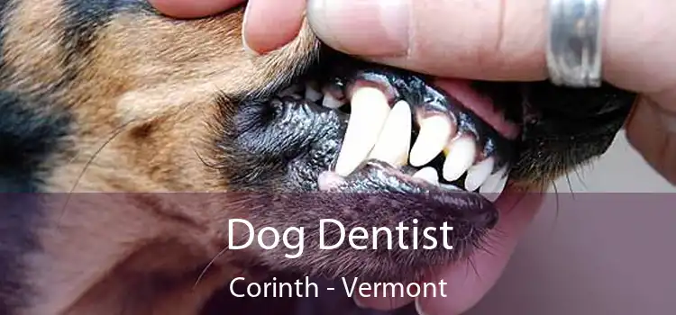 Dog Dentist Corinth - Vermont