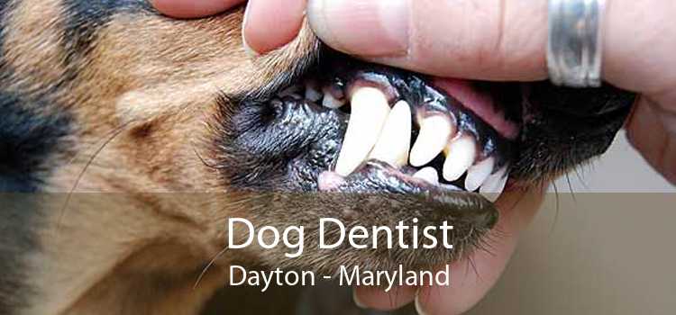 Dog Dentist Dayton - Maryland
