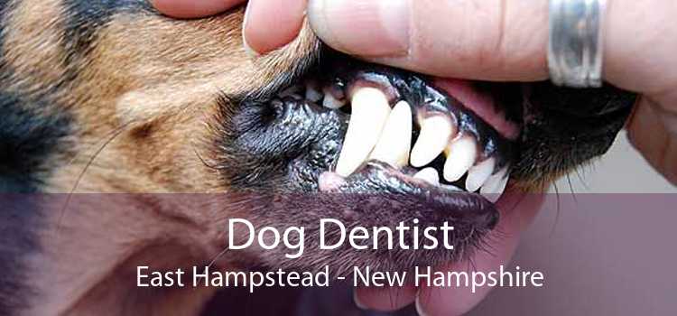 Dog Dentist East Hampstead - New Hampshire