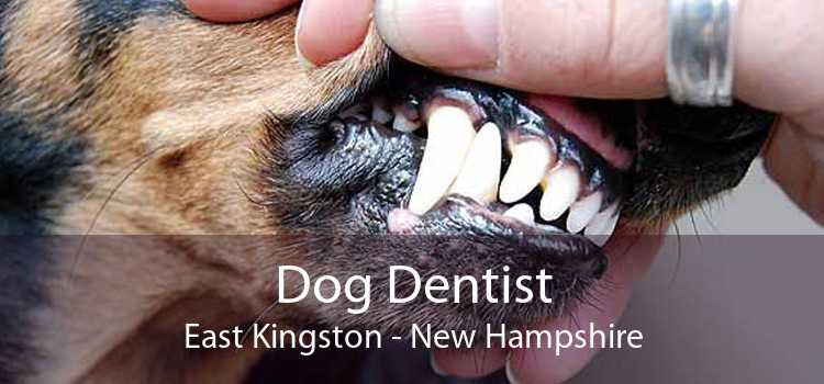 Dog Dentist East Kingston - New Hampshire